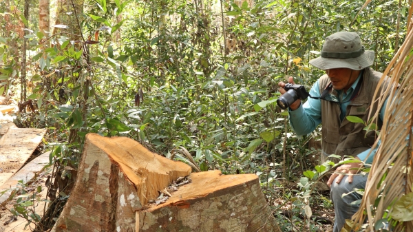 Yêu cầu xử lý trách nhiệm người để mất rừng bạch tùng trăm tuổi
