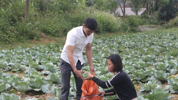Tuyên Quang: Trồng rau sạch trái vụ