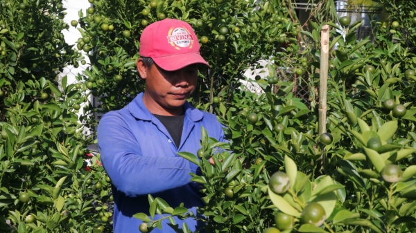 Phú Yên: Vắng thương lái thu mua mai lá, quất tết