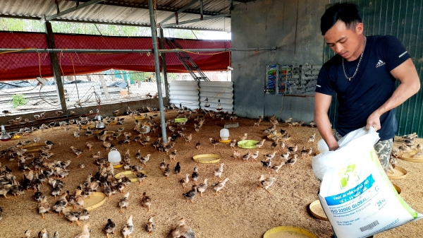 Hà Tĩnh: Trang trại hoãn tái đàn giúp dân khôi phục chăn nuôi sau lũ