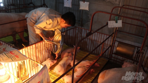 Nam Định: Nuôi lợn đạt tiêu chuẩn VietGAHP thu cả tỷ đồng