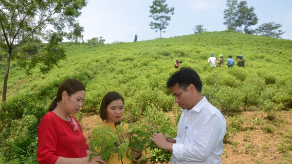 Xứ Tuyên làm ‘sống lại’ vai trò của HTX