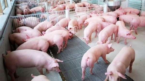 Chăn nuôi lợn theo tiêu chí an toàn thực phẩm