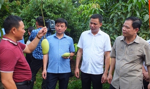 Sơn La quyết tâm đưa nông nghiệp tham gia chuỗi giá trị toàn cầu