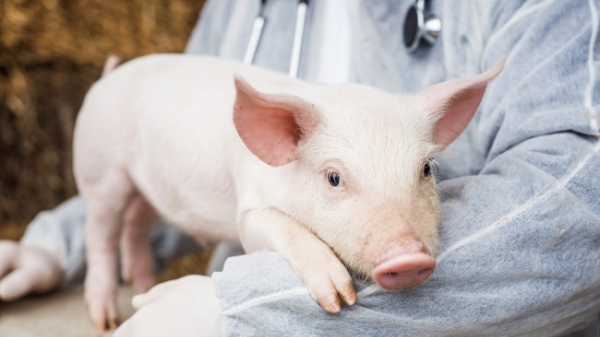 2020- năm đột phá về nghiên cứu lợn biến đổi gen