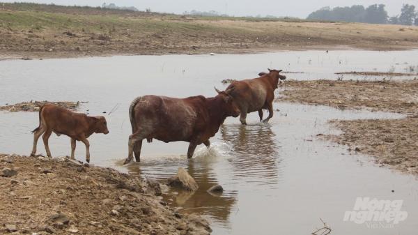 Một xã miền núi Quảng Trị có gần 400 trâu, bò... chết rét