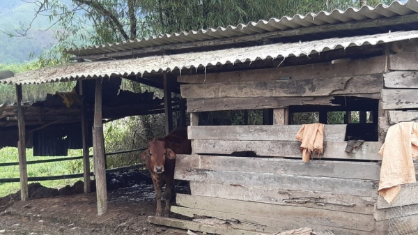 Thừa Thiên- Huế: Hơn 900 con gia súc bị chết rét