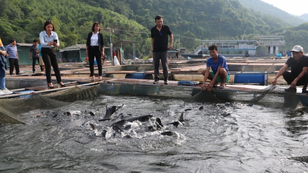 Khai thác tiềm năng nuôi thủy sản lồng bè sông Đà