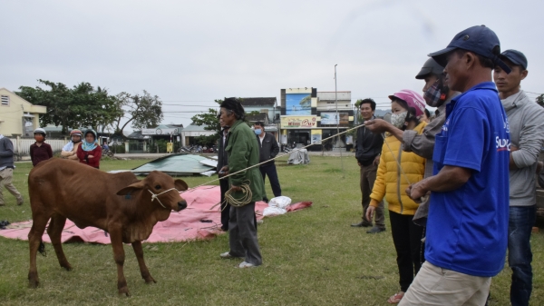 Quảng Ngãi cấp bò cho các hộ dân thực hiện chương trình nông thôn mới