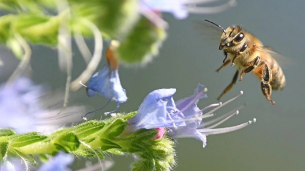 Tranh cãi quyết định dùng thuốc trừ sâu diệt ong để cứu củ cải đường