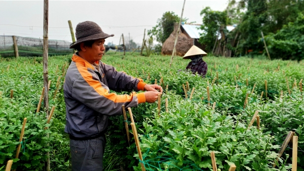 Phong vị tết Việt: Làng hoa Nghĩa Hiệp thấp thỏm vụ Tết