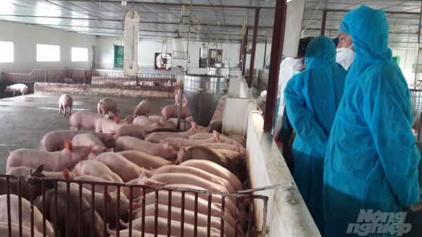 Sẽ xây dựng tổ hợp dự án chăn nuôi lợn tỷ USD tại Thanh Hóa