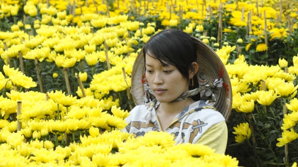 Phong vị tết Việt:  Rực rỡ làng hoa, kiểng phục vụ Tết ở ĐBSCL