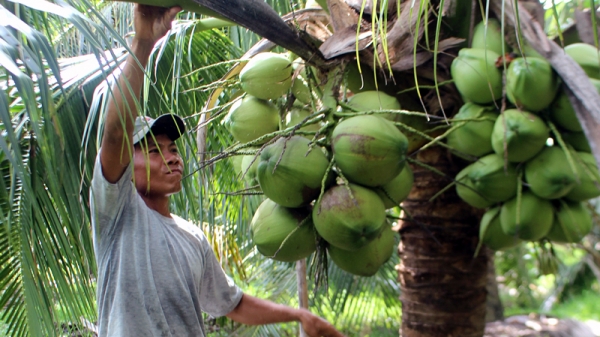 Lần đầu tiên, Việt Nam xuất siêu trái cây sang Thái Lan