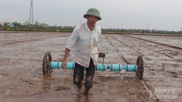 Nhiều huyện ở Nam Định gieo cấy xong vụ xuân