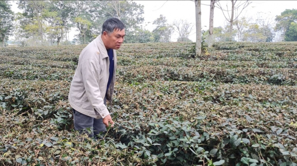 Nông dân trồng chè Tuyên Quang đau đớn vì bị hủy hợp đồng giao khoán