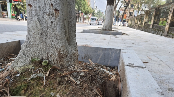 Chặt đẽo gốc cây để ốp đá vỉa hè…  gây mất an toàn