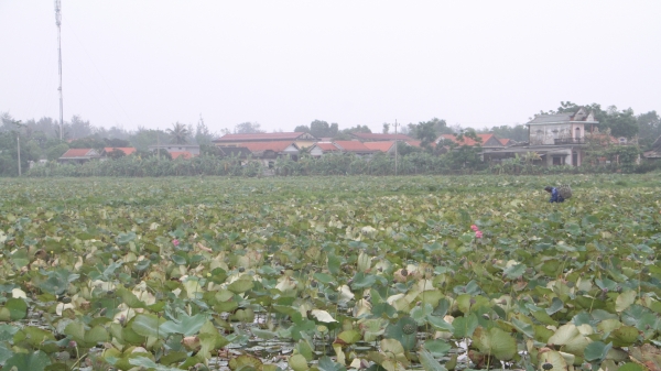 Thừa Thiên- Huế mở rộng diện tích trồng sen kết hợp du lịch sinh thái