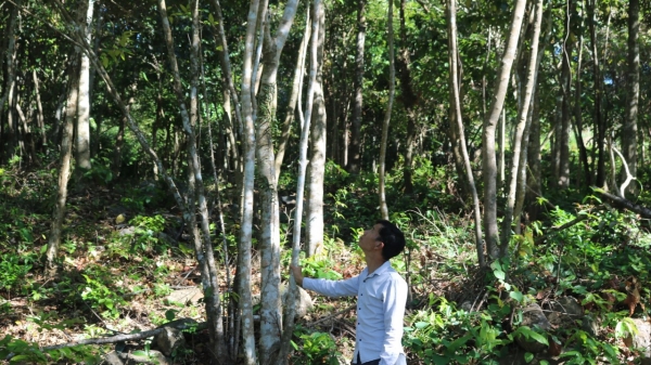 Phá rừng chiếm đất sản xuất ở Suối Tân