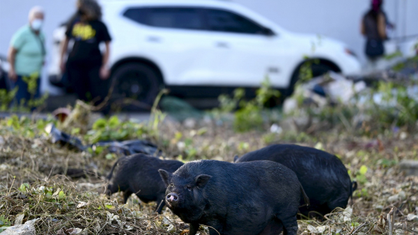 Giới bảo tồn phản đối tàn sát giống lợn Việt Nam tại Puerto Rico