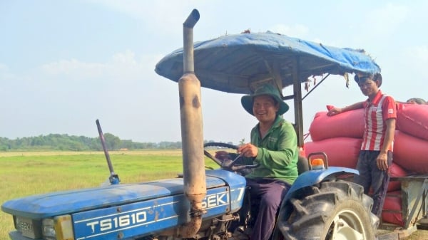 Nông dân Tây Ninh thắng lớn vụ lúa Đông - Xuân