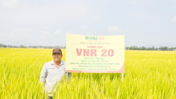 Giống lúa VNR 20 năng suất 'siêu khủng'