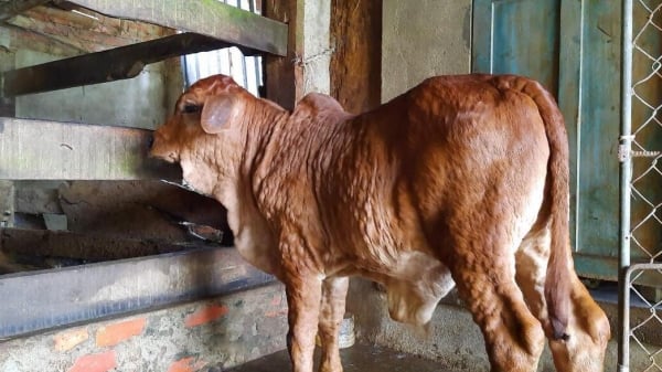 Bùng phát dịch bệnh viêm da nổi cục trên đàn gia súc tại Quảng Trị