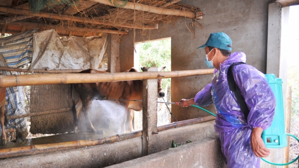 Trâu, bò ở Phú Yên chết vì bệnh lở mồm long móng
