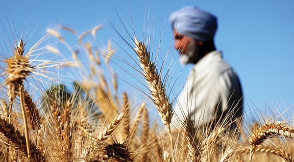 Ấn Độ sản xuất lúa mì không đường