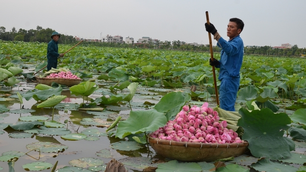 Kế hoạch xây dựng làng nghề sen ở huyện Mê Linh, Hà Nội