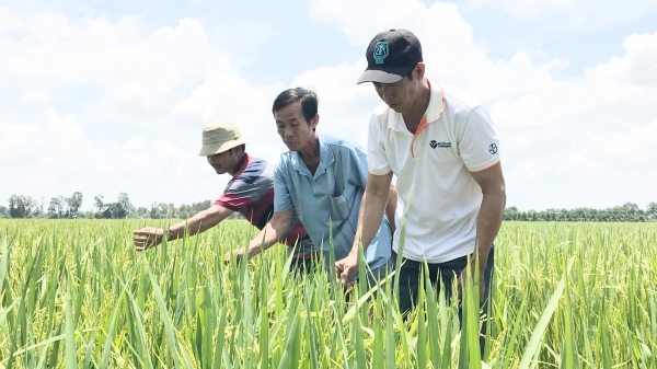 Ngành hàng lúa gạo tái cơ cấu hiệu quả nhất trong VnSAT