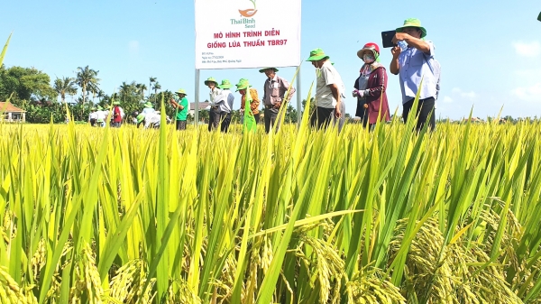 Bộ giống lúa ThaiBinh Seed giúp Miền Trung - Tây Nguyên thắng lớn vụ đông xuân