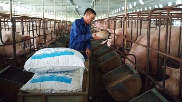 Doanh nghiệp đối mặt 'bão giá' thức ăn chăn nuôi