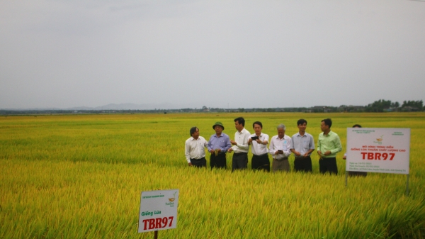 Doanh nghiệp cam kết hỗ trợ giá lúa giống cho nông dân Quảng Trị