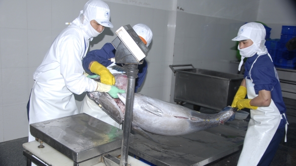 Doanh nghiệp và ngư dân xây dựng chuỗi tiêu thụ cá ngừ đại dương