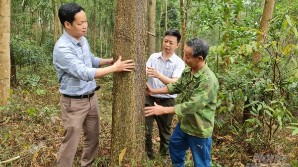 Vựa rừng xứ Tuyên: Rừng xanh lấn núi trọc, đồi hoang
