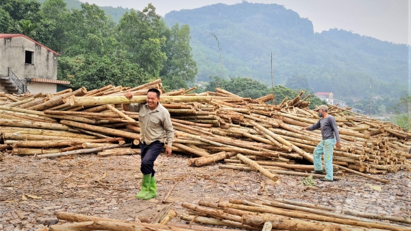 Vựa rừng xứ Tuyên: Đưa gỗ rừng đi 'Tây'