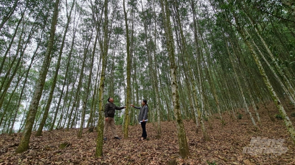Vựa rừng xứ Tuyên: Giá trị bền vững về môi trường, kinh tế - xã hội
