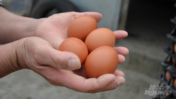 Câu chuyện quả trứng gà an toàn sinh học ở Phụng Châu
