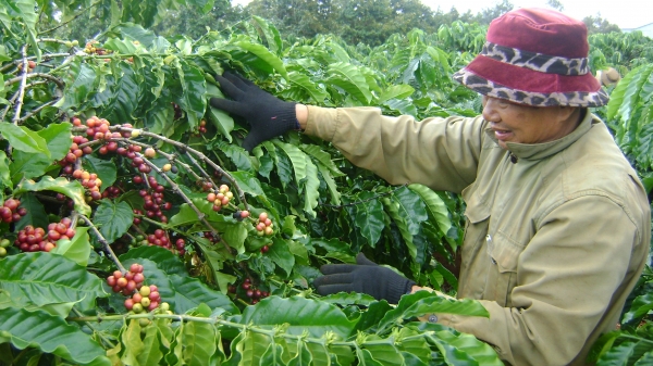 Bón phân cho cà phê mùa mưa ở Tây Nguyên