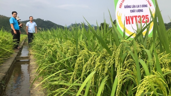 Ký ức về quá trình phát triển lúa lai ở Việt Nam