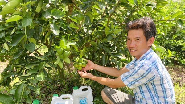 Phân sinh học SEA giúp hồi sinh cây ăn quả sau hạn mặn