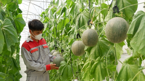 Gắn khoa học công nghệ với nông nghiệp hướng hữu cơ, bền vững