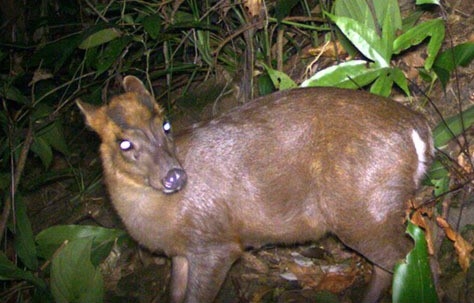 Phát hiện nhiều động vật hoang dã hiếm thấy ở Thừa Thiên- Huế