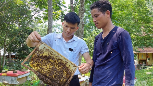 Người Thái làm chủ kỹ thuật nuôi ong lấy mật