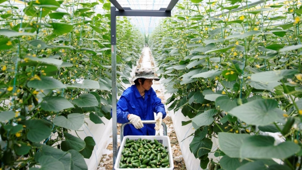 Trung Quốc giải bài toán cung cầu nông sản thời Covid-19