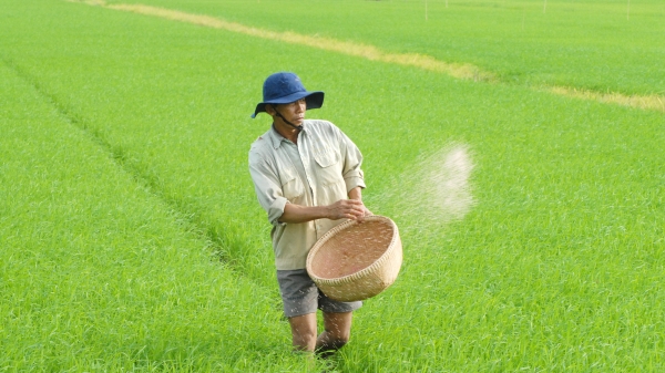 Liên kết doanh nghiệp trồng lúa bao tiêu đầu ra