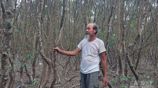Bảo vệ rừng ngập mặn là bảo vệ xóm làng trước thiên tai