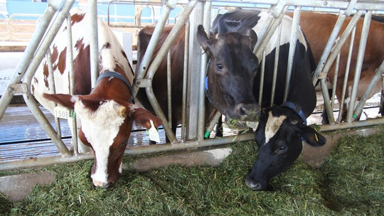 Hàng chục con bò sữa ở Lâm Đồng chết bất thường