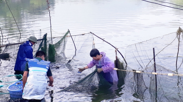 Nuôi cá truyền thống, vẫn giàu